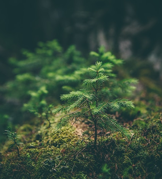Environmental Consultancy